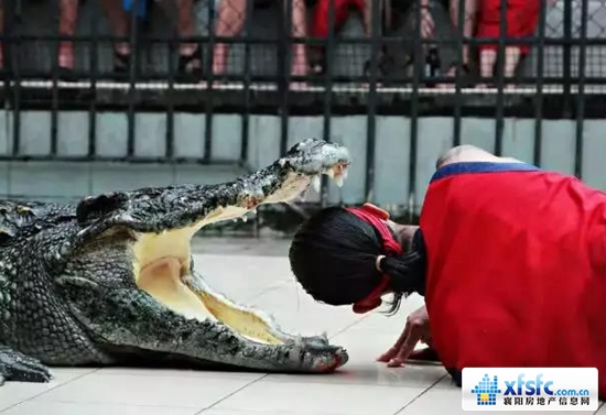 鳄鱼4.jpg